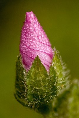 Musk Mallow