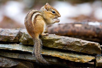 Chipmunk