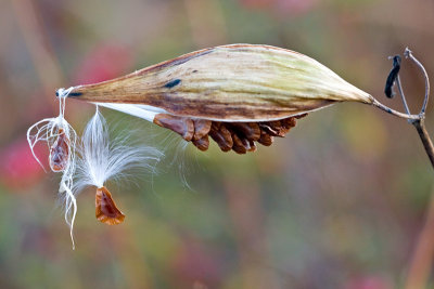 Swamp Milkweed