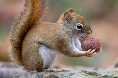 Red Squirrel with Horse Chestnut