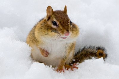 Chipmunk