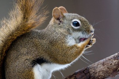 Red Squirrel