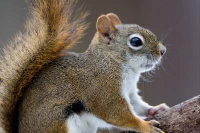 Red Squirrel