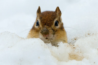 Chipmunk