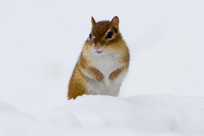 Chipmunk