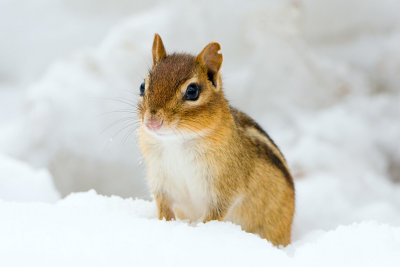 Chipmunk