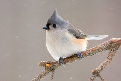 Titmouse