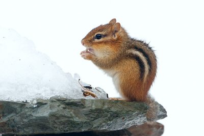 Chipmunk