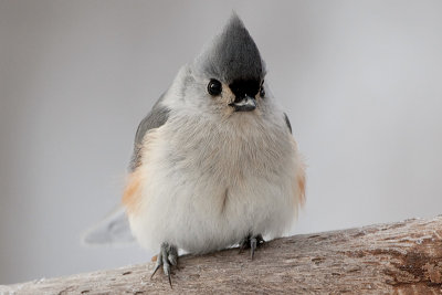 Titmouse