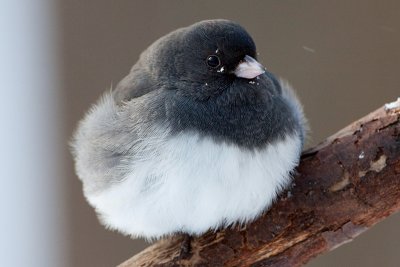 Junco