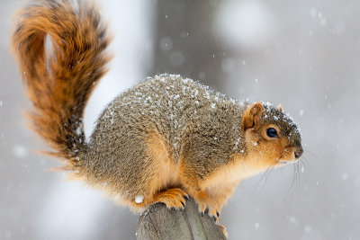 Fox Squirrel