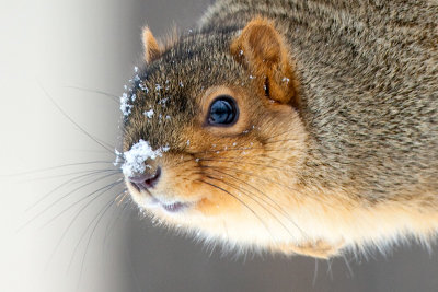 Fox Squirrel