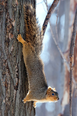 Fox Squirrel