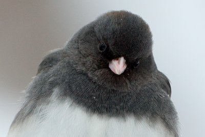 Junco