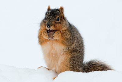 Fox Squirrel with Horse Chestnut