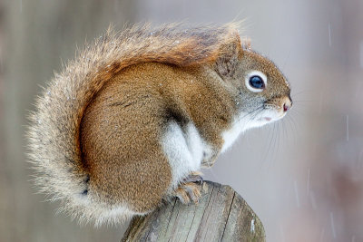 Red Squirrel