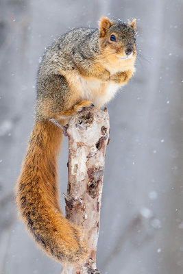 Fox Squirrel