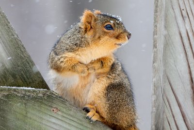 Fox Squirrel