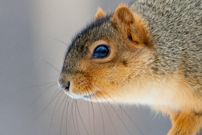 Fox Squirrel