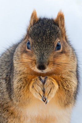 Fox Squirrel