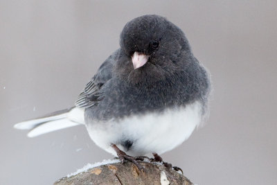 Junco