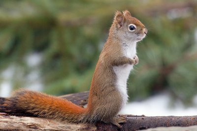 Red Squirrel