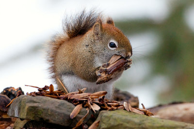 Red Squirrel with Tulip Tree Fruit