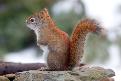 Red Squirrel