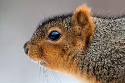 Fox Squirrel