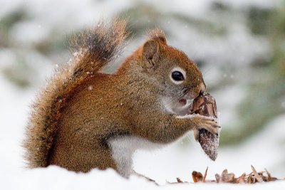 Red Squirrel