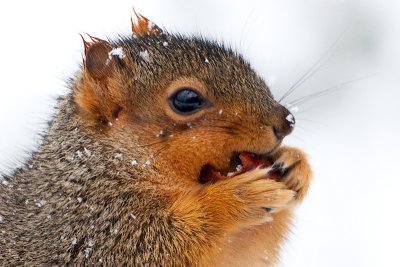 Fox Squirrel