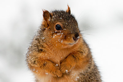 Fox Squirrel
