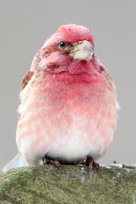 Purple Finch