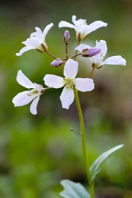 Purple Cress