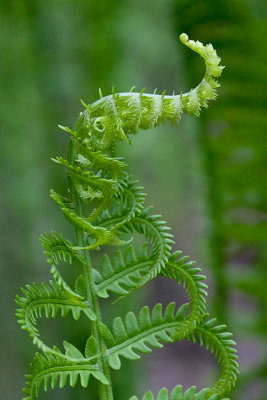 Ostrich Fern