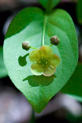 Running Strawberry Bush