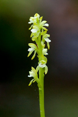 Early Coralroot Orchid