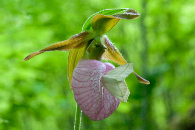Pink Ladys Slipper Orchid with Moth