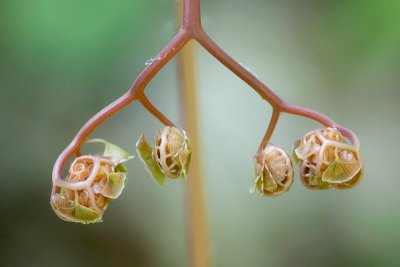 Maidenhair Fern Unfolding