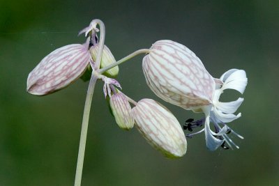 Bladder Campion