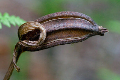 Pink Ladys Slipper Orchid Seedpod