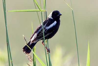 Bobolink Male