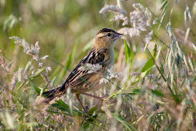 Bobolink Female