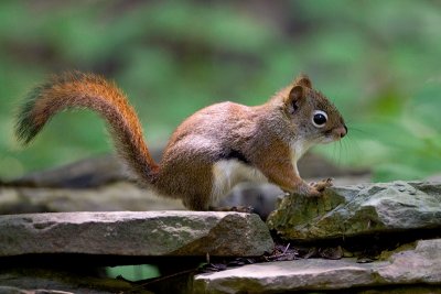 Red Squirrel