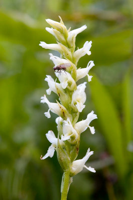 Hooded Ladies-tresses Orchid