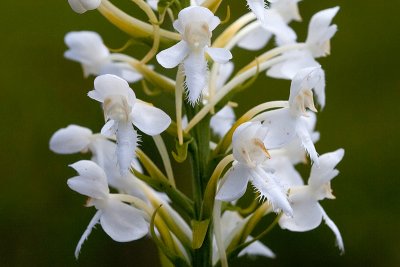 White-fringed Orchid