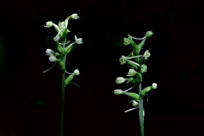 Club-spur Orchids