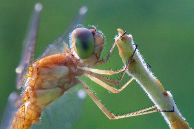 Autumn Meadowhawk Dragonfly