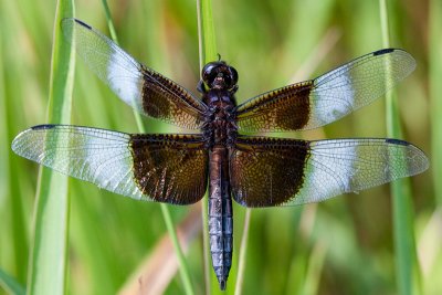 Widow Skimmer Dragonfly