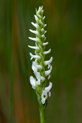 Hooded Ladies'-tresses Orchid